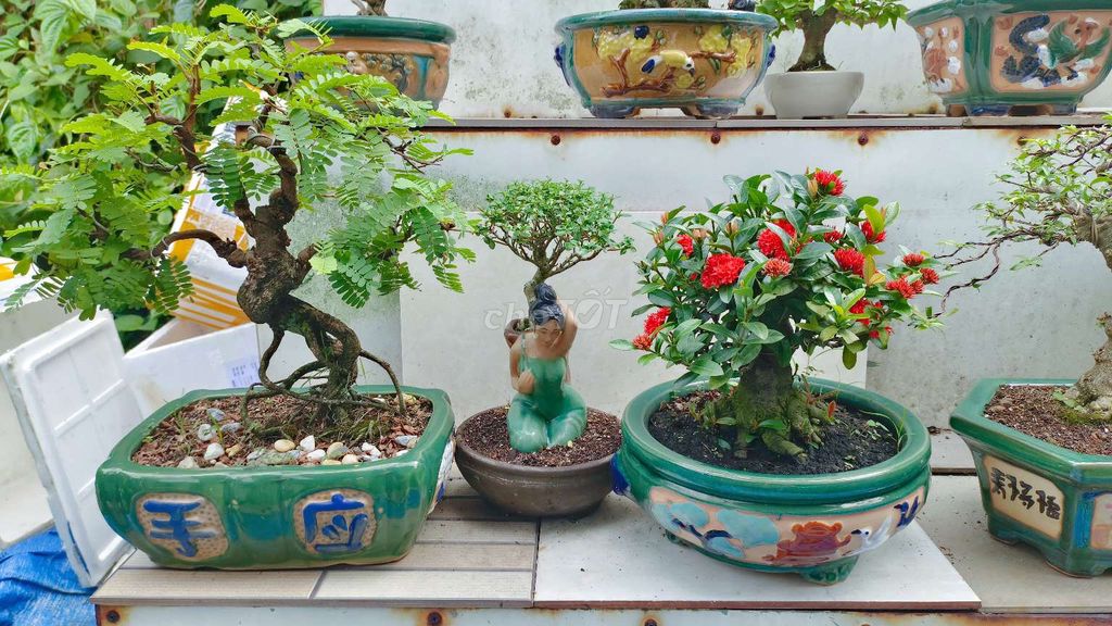 Cây cảnh bonsai Me Thái, Sam Hương, Trang Sen. Mua bán Cây cảnh, đồ trang trí tại Huyện Hóc Môn Tp Hồ Chí Minh được đăng bởi Xuân Quang 55 hình 1