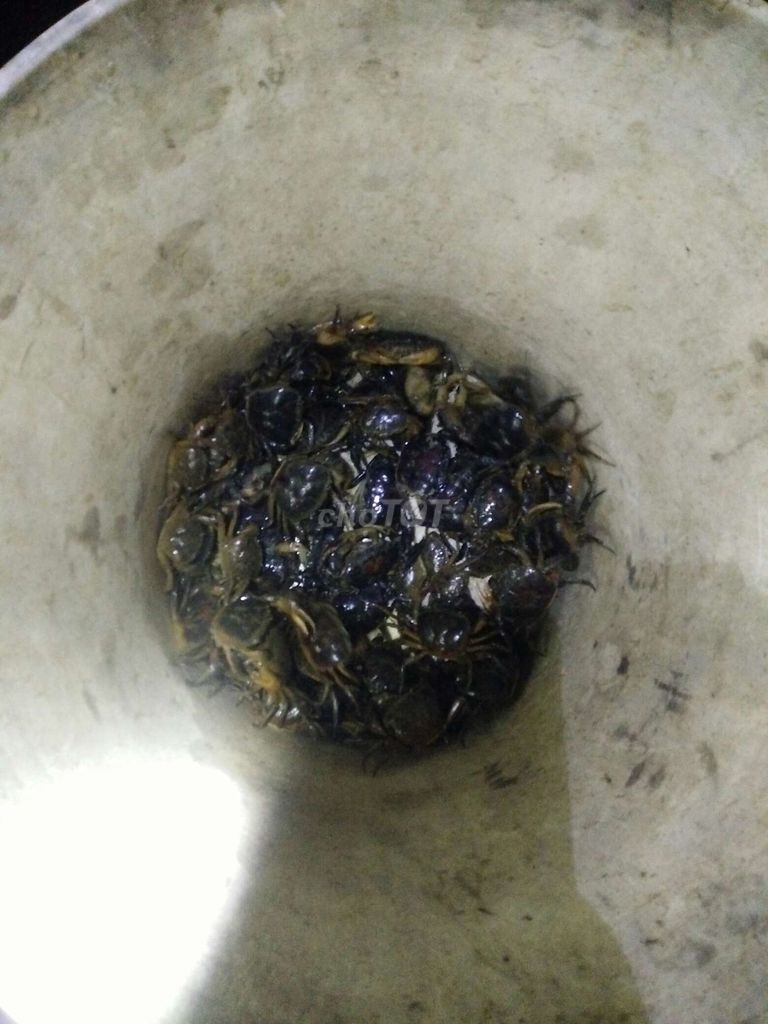 E có mấy ký cua đồng 50k 1ký