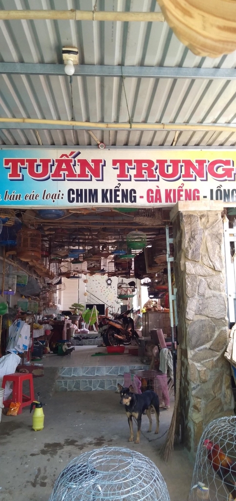 Quản lý chim cảnh ra sao ?