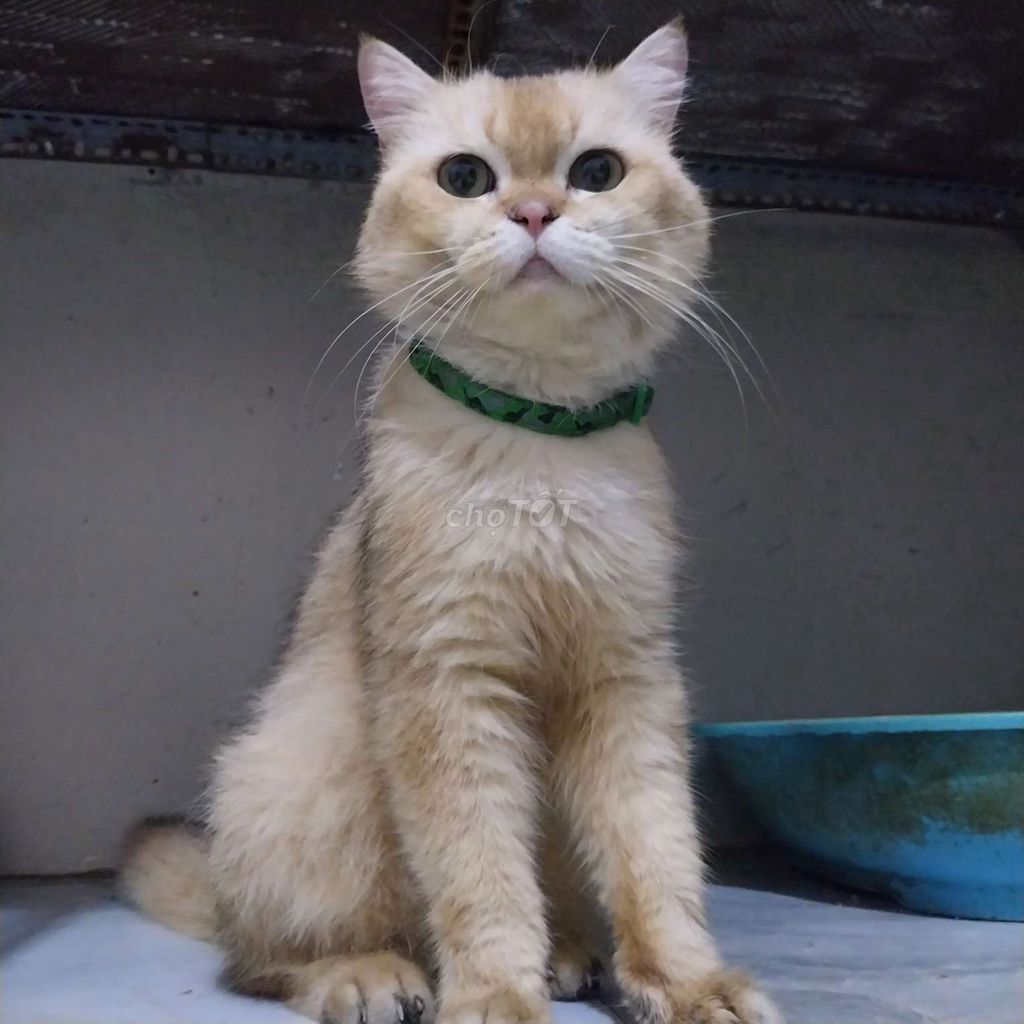 Nhận phối giống mèo ALN golden ny11, silver, Q12. Mua bán Mèo tại Quận 12 Tp Hồ Chí Minh được đăng bởi Ngọc hình 1