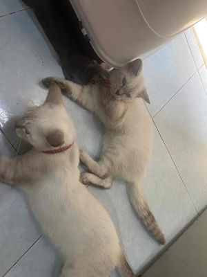 mèo đực-cái. Mua bán Mèo tại Quận 8 Tp Hồ Chí Minh được đăng bởi Pé Dangg