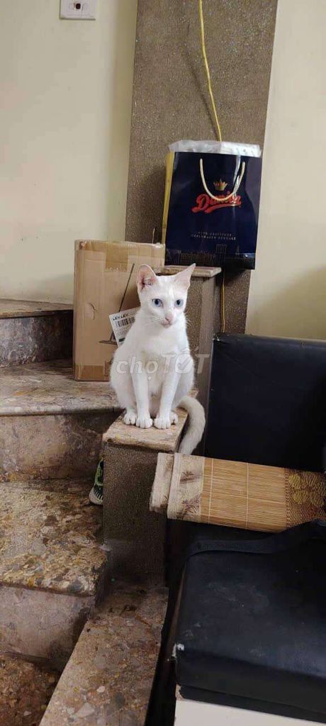 Mèo ta cái đã biết ăn. Mua bán Mèo tại Quận Hà Đông Hà Nội được đăng bởi Khánh Vũ hình 1