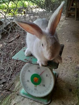 Bán thỏ thịt. Mua bán Đồ ăn, thực phẩm và các loại khác tại Huyện Mỏ Cày Bắc Bến Tre được đăng bởi Bán