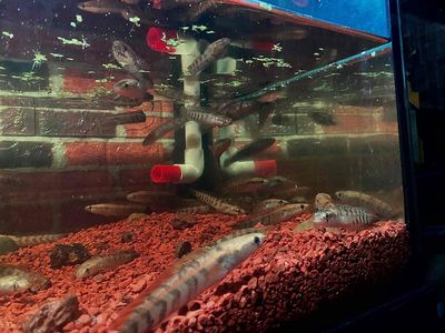 Cá lóc red U10-12-14 sọc to viền bự màu đậm