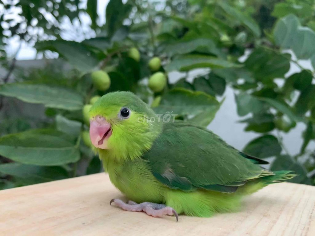 Vẹt Parrotlet màu green