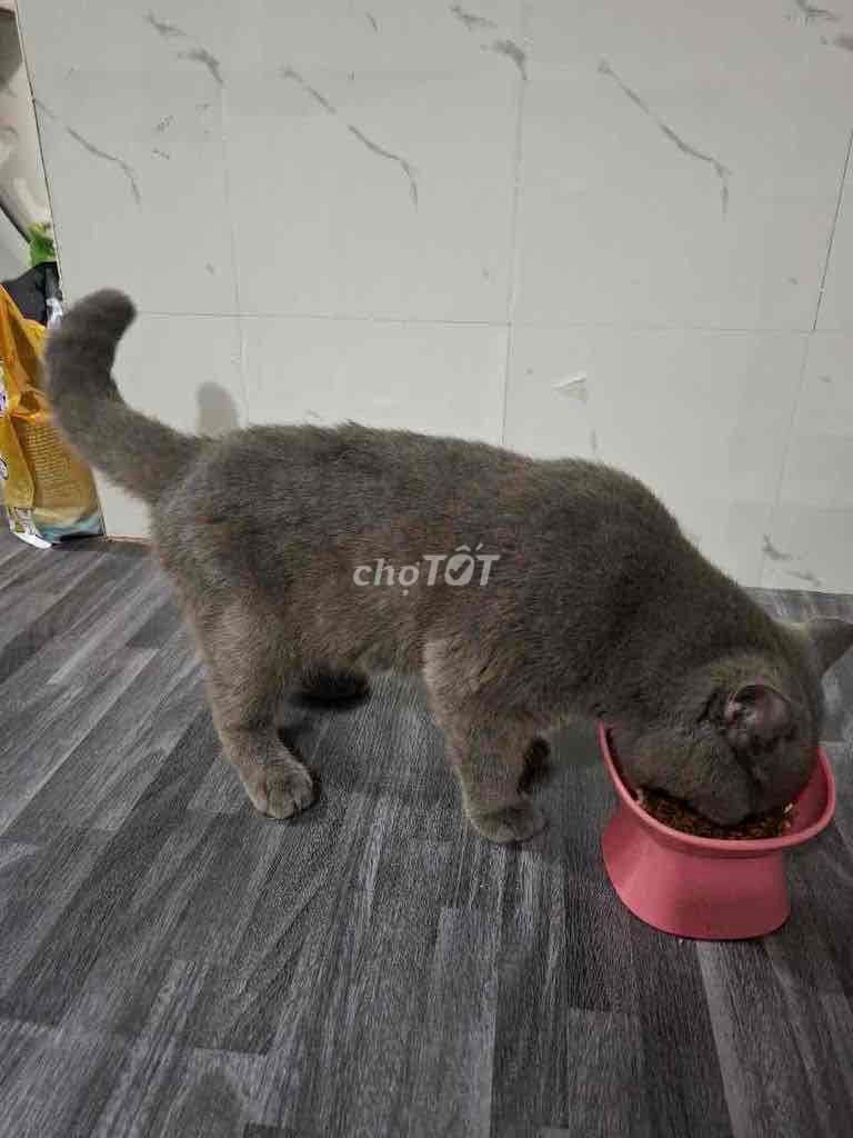 mèo đực form to nặng hơn 6kg