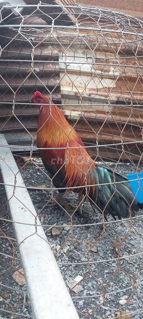 Con ga 2k3 . Gia 700k. Mua bán Gà tại Thành phố Thuận An Bình Dương được đăng bởi Trần Bảo Linh hình 1