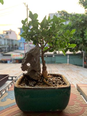 Cây sam hương bonsai mini (02)