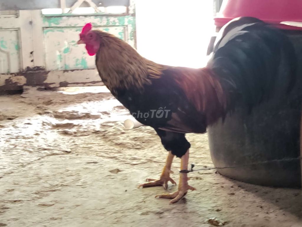 Gà chọi Nâu đen đực 2.1kg. Mua bán Gà tại Huyện Cầu Kè Trà Vinh được đăng bởi hoài khánh hình 1