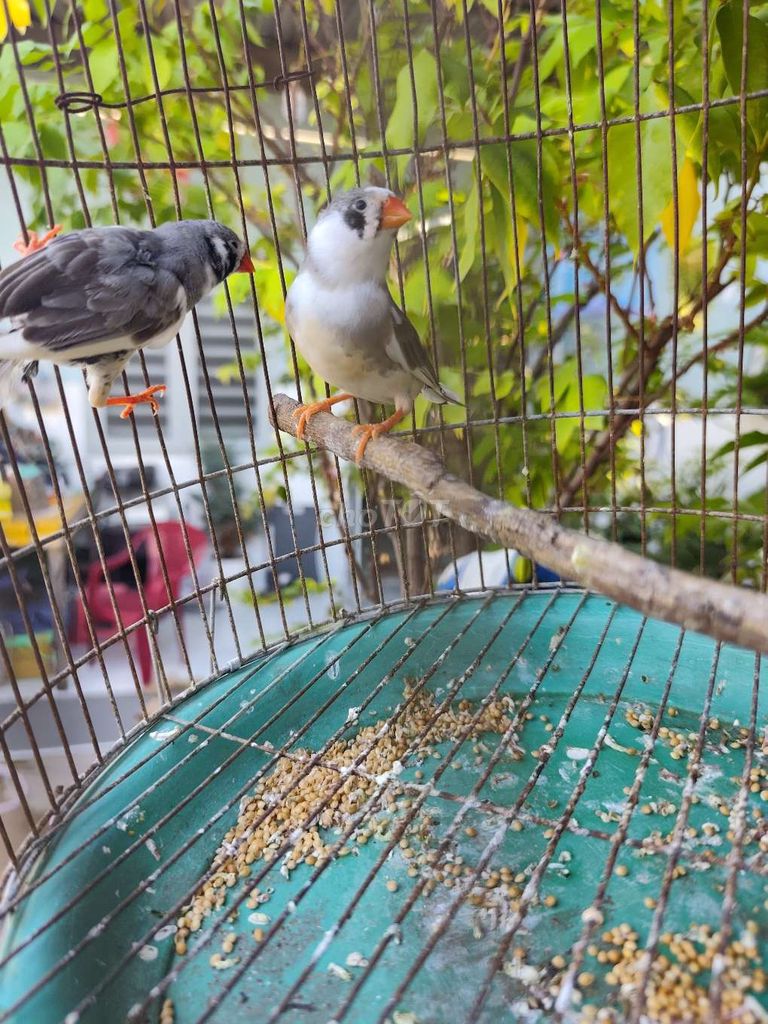 Chim manh manh xám trắng đã sinh sản. Mua bán Chim tại Huyện Hóc Môn Tp Hồ Chí Minh được đăng bởi Thanh Nguyên hình 1