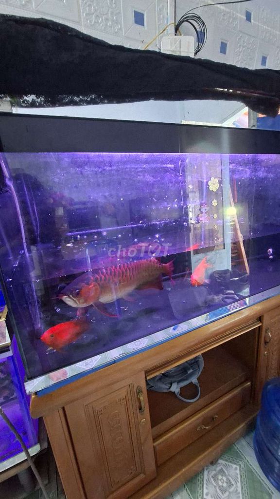 CÁ HUYẾT LONG INDO. Mua bán Thú cưng khác tại Huyện Củ Chi Tp Hồ Chí Minh được đăng bởi Triệu Minh hình 2