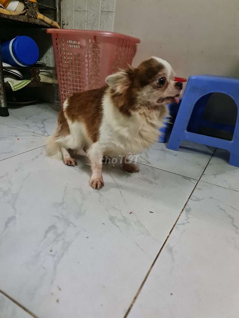 Chihuahua lông dài nhỏ nhắn, dễ gần