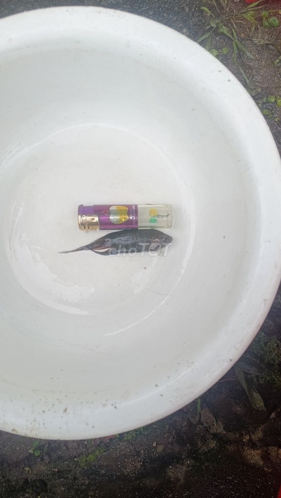 Cá lia thia đồng Cối Quảng Ngãi. Mua bán Thú cưng khác tại Huyện Tư Nghĩa Quảng Ngãi được đăng bởi hieu pham hình 1