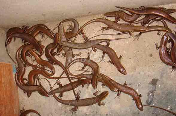 Rắn mối 1kg còn sống. Mua bán Đồ ăn, thực phẩm và các loại khác tại Quận Liên Chiểu Đà Nẵng được đăng bởi mua Bán Rắn Mối Tại Đà Nẵng hình 1