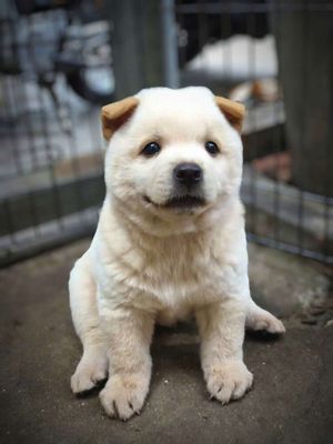 Mông cộc đực lưỡi thép.. Mua bán Chó tại Quận Gò Vấp Tp Hồ Chí Minh được đăng bởi Lan Phương