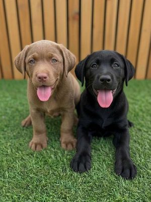 2 bé Đực Labrador Nâu và Đen chân to huyền đề kép.