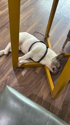 Không chăm được - tìm chủ mới cho em nó. Mua bán Chó tại Huyện Hoài Đức Hà Nội được đăng bởi thuy