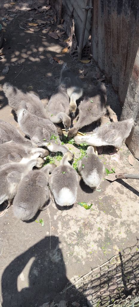 Ngỗng con màu Xám. Mua bán Thú cưng khác tại Quận Cẩm Lệ Đà Nẵng được đăng bởi Tong Yenchi hình 1