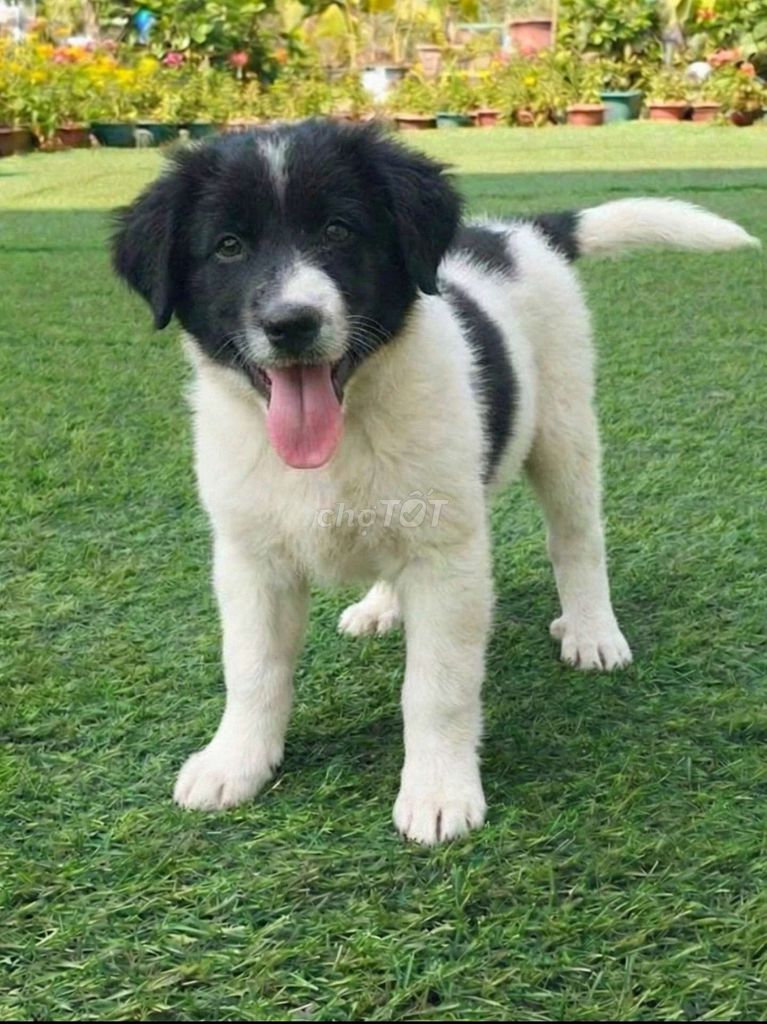 BoderColie 2 tháng nặng 6kg đã tiêm có sổ bảo hành. Mua bán Chó tại Quận 12 Tp Hồ Chí Minh được đăng bởi Thi Thi hình 1