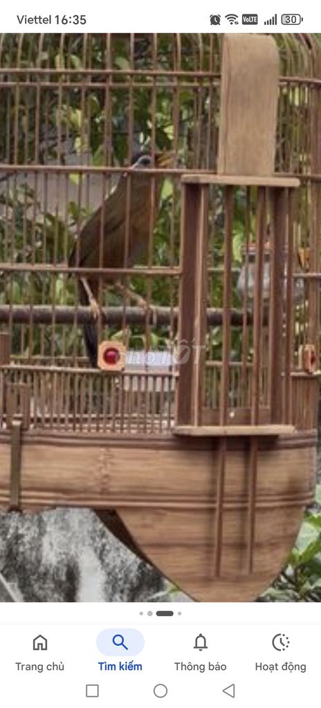 Chim mi nâu Nâu Khá thuần. Mua bán Chim tại Thành phố Biên Hòa Đồng Nai được đăng bởi Nam Nhung Diep Ly hình 1