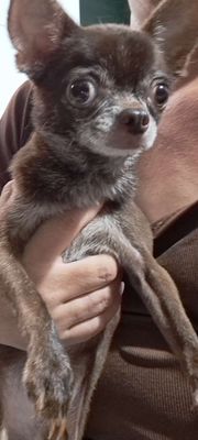 Chihuahua Nâu. Mua bán Chó tại Thành phố Thuận An Bình Dương được đăng bởi Mỹ Linh