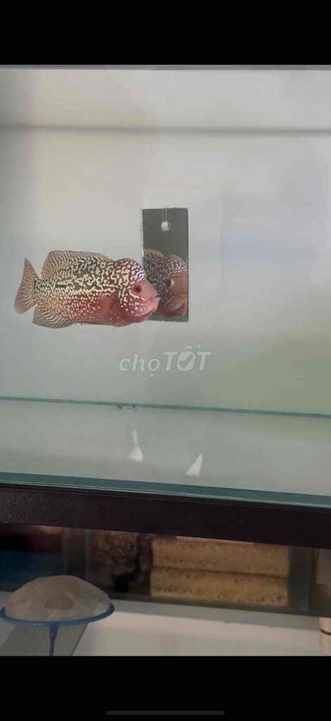 red kamfa full châu. Mua bán Thú cưng khác tại Quận Sơn Trà Đà Nẵng được đăng bởi vũ hình 1