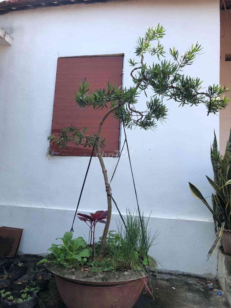 Cây cảnh Tùng la hán đã tạo dáng. Mua bán Cây cảnh, đồ trang trí tại Huyện Sông Lô Vĩnh Phúc được đăng bởi Lê Quang Tĩnh hình 1
