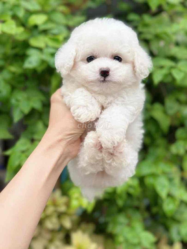 chó tini poodle trắng 3 bé 2 đực 1 cái tìm chủ