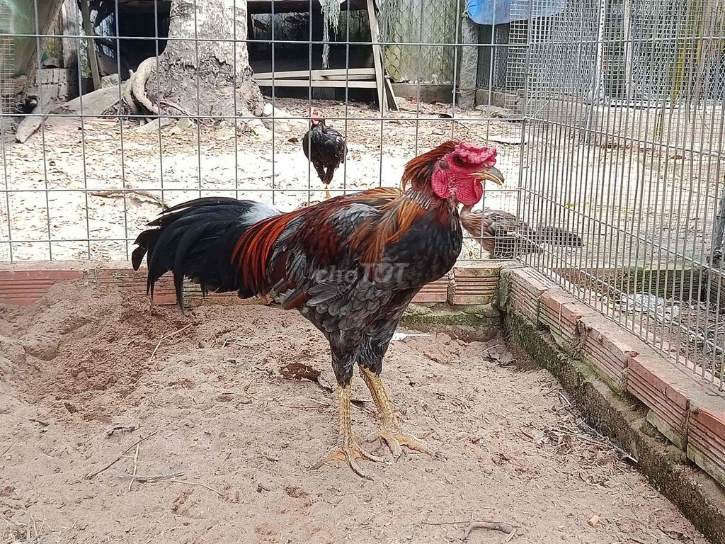 xám chân xanh làm anh mất ngủ. Mua bán Gà tại Huyện Châu Thành An Giang được đăng bởi Trần Minh Vũ hình 1