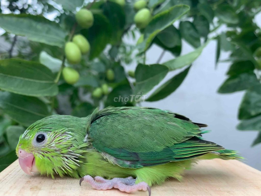 Vẹt Parrotlet baby