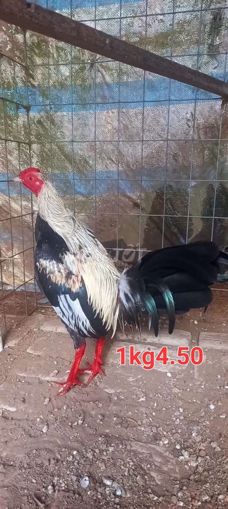chuối 1kg4.50. Mua bán Gà tại Huyện Tam Bình Vĩnh Long được đăng bởi GàVL hình 1