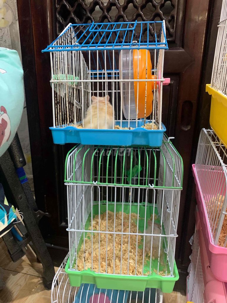 Chuồng Hamster Kim loại, Nhựa. Mua bán Phụ kiện, Thức ăn, Dịch vụ tại Quận Gò Vấp Tp Hồ Chí Minh được đăng bởi An hình 1