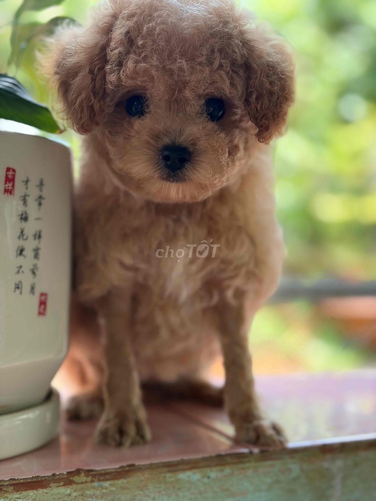 Chó Poodle cái nâu trung bình 2 tháng. Mua bán Chó tại Thị xã Bình Long Bình Phước được đăng bởi hằng hình 1