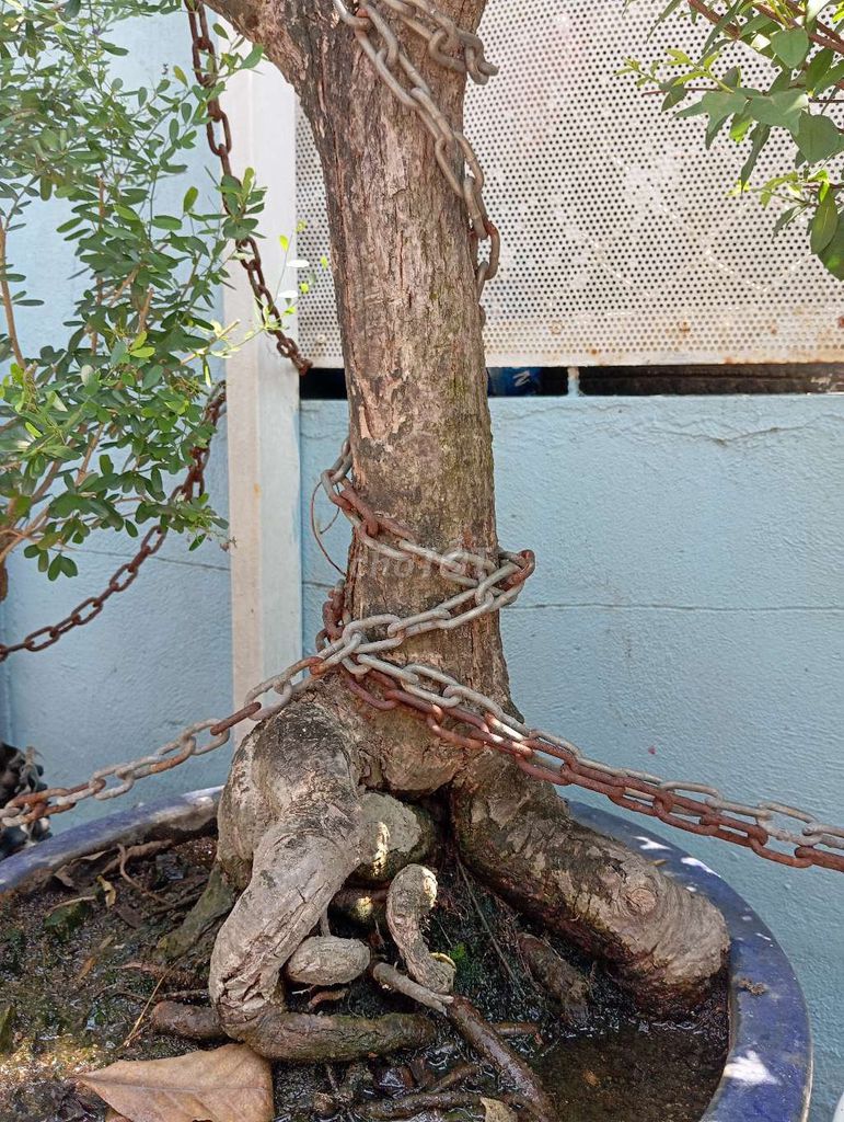 Bonsai Lộc vừng . Mua bán Cây cảnh, đồ trang trí tại Huyện Nhơn Trạch Đồng Nai được đăng bởi Trung hình 1