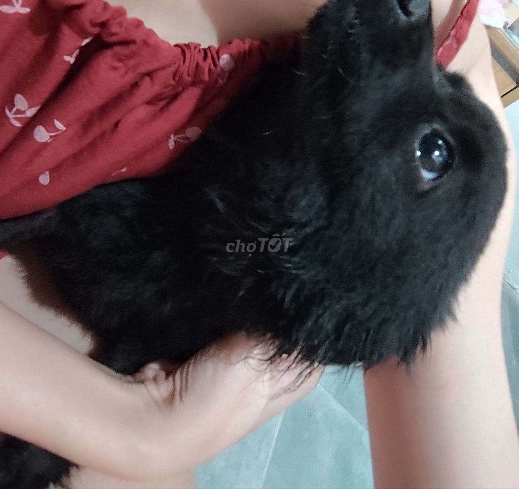 Chó Poodle lai Phốc Đen 2-3 tháng. Mua bán Chó tại Quận Cầu Giấy Hà Nội được đăng bởi Thu hình 1