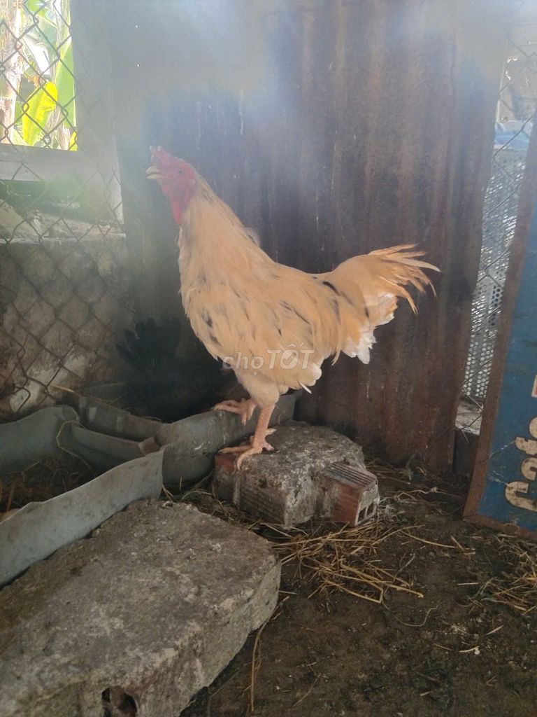 Gà nòi bướm Asill Mỹ trống. Mua bán Gà tại Huyện Hóc Môn Tp Hồ Chí Minh được đăng bởi Hiếu Chuồng Bò hình 1