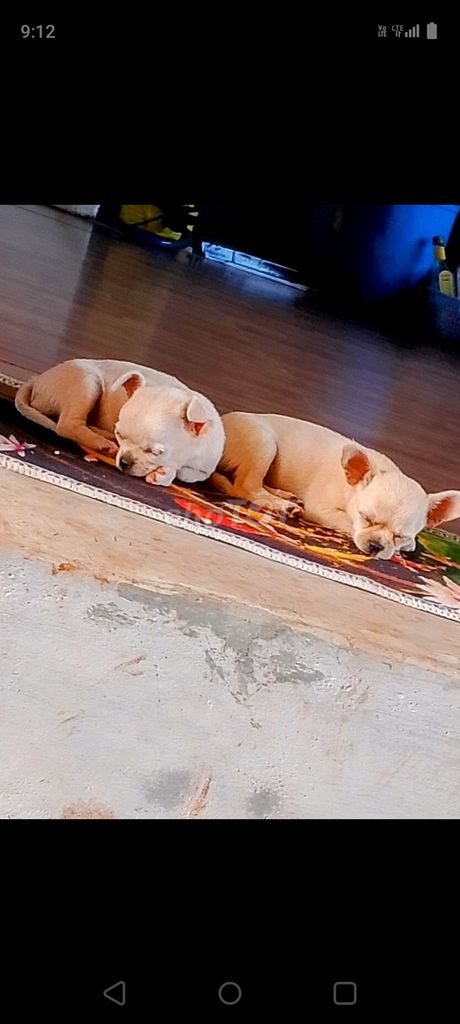 Chó Phốc lồi mini trắng vàng kem 1 mũi. Mua bán Chó tại Quận Tân Bình Tp Hồ Chí Minh được đăng bởi Mai Chí Thịnh hình 1