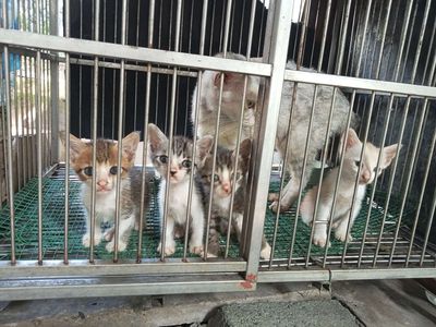 Mèo Anh 2 tháng tuổi