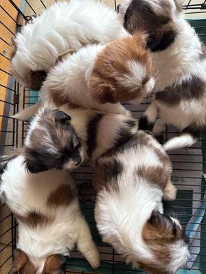 Cún nhật xù siêu cute. Mua bán Chó tại Thành phố Buôn Ma Thuột Đắk Lắk được đăng bởi Khoa