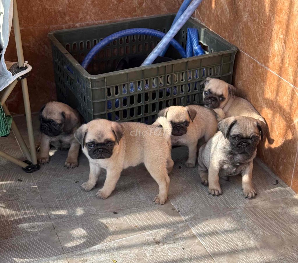 pug mặt xệ tại 22 nhơn hoà 9. Mua bán Chó tại Quận Cẩm Lệ Đà Nẵng được đăng bởi Anh Pet Shop hình 6