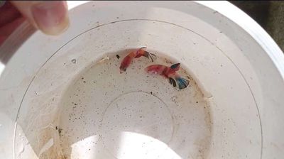 15 k 1 bé đi đơn từ 50k. Mua bán Thú cưng khác tại Huyện Lấp Vò Đồng Tháp được đăng bởi Đăng Khoa