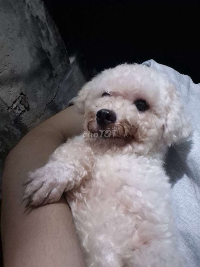 Chó Poodle Trắng. Mua bán Chó tại Thành phố Bắc Ninh Bắc Ninh được đăng bởi chuyên lã hình 1