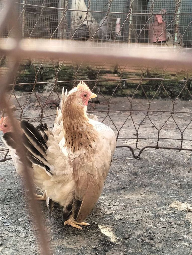 Gà Serama mái sẵn sàng sinh sản. Mua bán Gà tại Thành phố Thủ Đức Tp Hồ Chí Minh được đăng bởi Lê Thanh tung hình 1