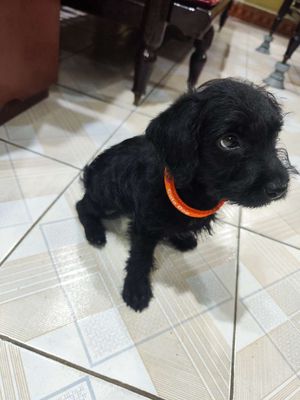Chó poodle đã tiêm đầy đủ