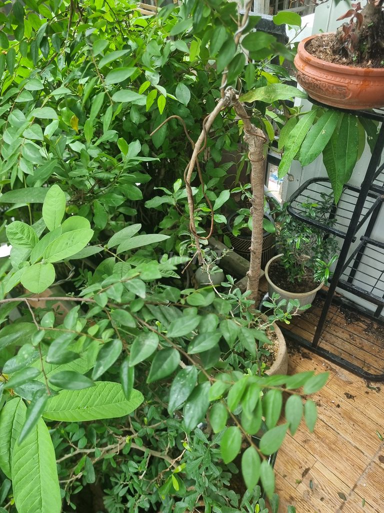 Cây cảnh Muội hồng chậu Gốm sứ. Mua bán Cây cảnh, đồ trang trí tại Quận Bắc Từ Liêm Hà Nội được đăng bởi Hony hình 1