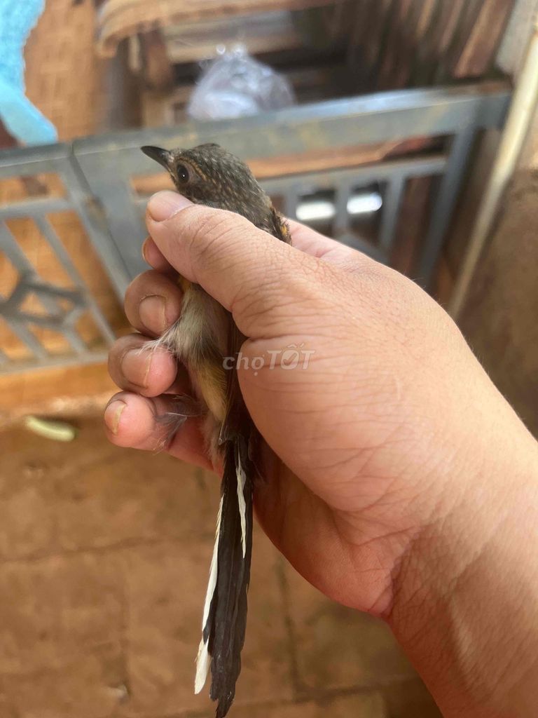Chim mái chuyền Cát Tiên Cái màu Nâu đen trắng. Mua bán Chim tại Huyện Hóc Môn Tp Hồ Chí Minh được đăng bởi phan anh tuan hình 1