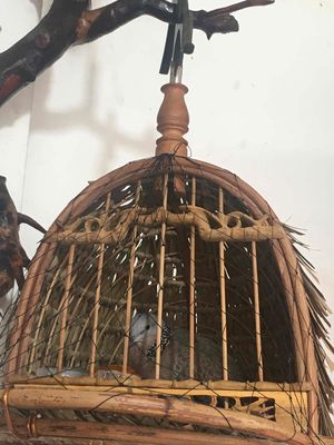 cả Bộ trồng âm lối mã Bắc. Mua bán Chim tại Quận Tân Phú Tp Hồ Chí Minh được đăng bởi HoangVanTien