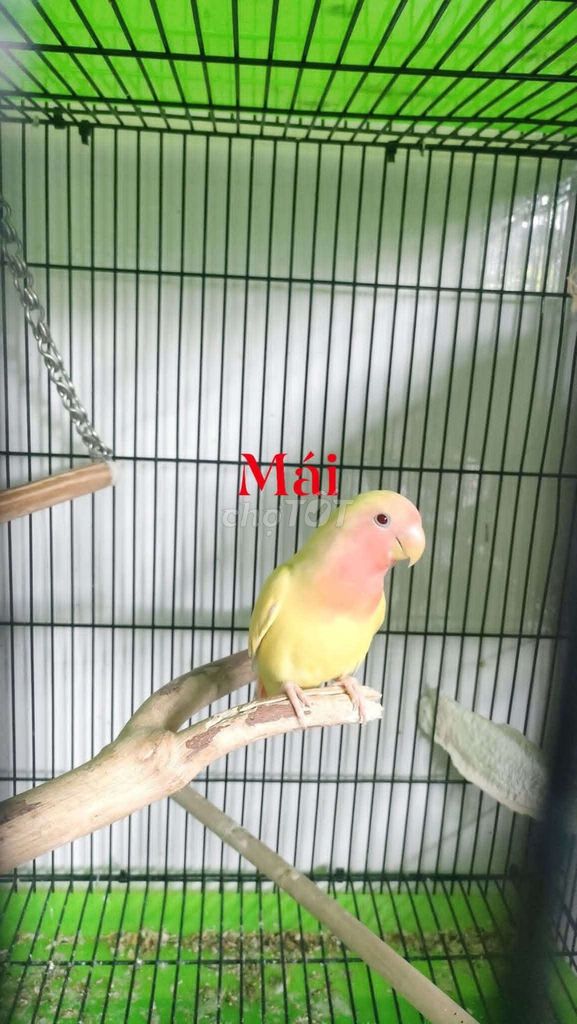 Lovebird mái thuần ngoan hiền. Mua bán Chim tại Huyện Hóc Môn Tp Hồ Chí Minh được đăng bởi Nguyễn Hoàng Duy hình 1