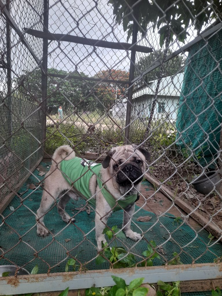 Chó Pug nâu nhạt. Mua bán Chó tại Huyện Phú Tân An Giang được đăng bởi nguyễn trọng hình 1