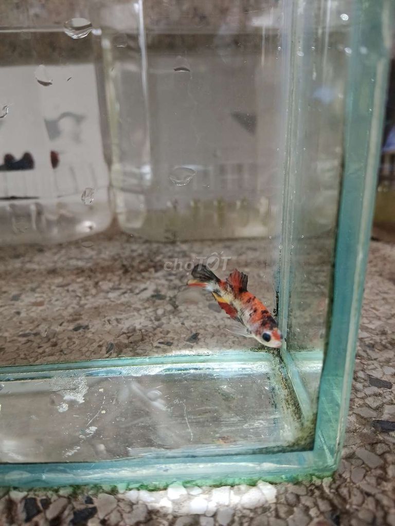 Cá betta 5. Mua bán Thú cưng khác tại Huyện Trà Ôn Vĩnh Long được đăng bởi Hồng Thúy hình 2